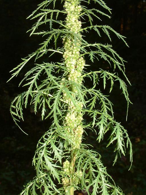 Artemisia biennis Artemisia biennis