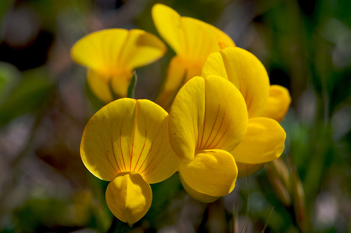 Lotus corniculatus Lotus corniculatus