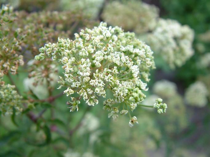 Cicuta maculata Cicuta maculata