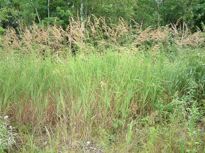 Calamagrostis canadensis