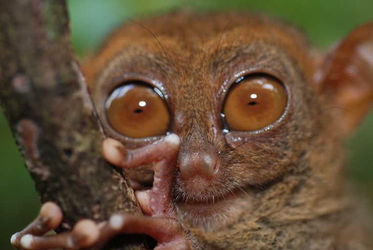 Tarsius syrichta