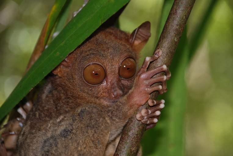 Tarsius syrichta