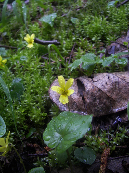 Viola sempervirens Viola sempervirens