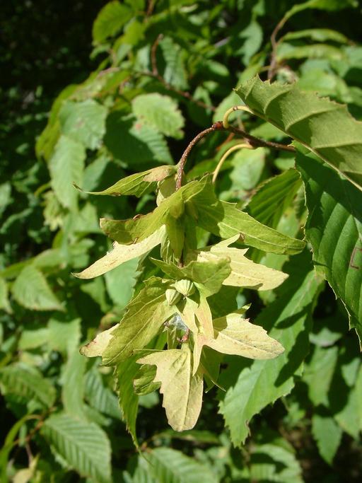 Carpinus caroliniana ssp. virginiana Carpinus caroliniana ssp. virginiana