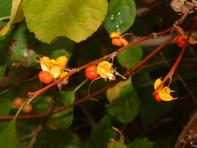 Celastrus scandens Celastrus scandens