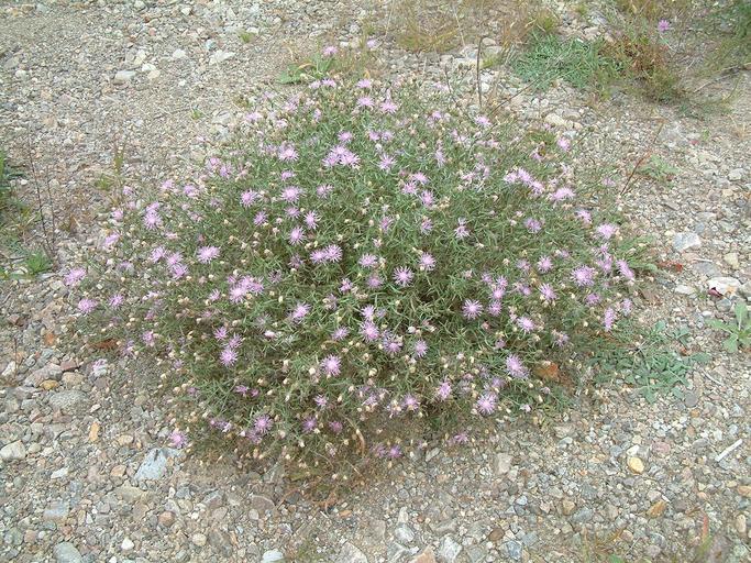 Centaurea stoebe ssp. australis Centaurea stoebe ssp. australis