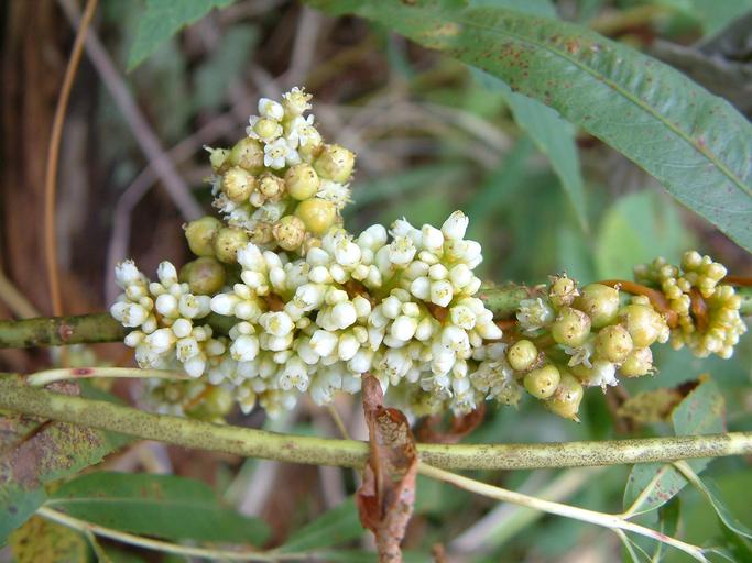 Cuscuta gronovii Cuscuta gronovii