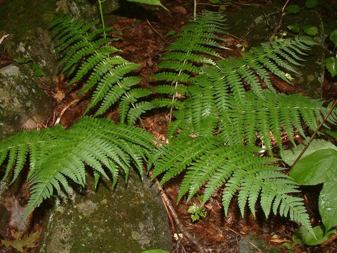 Dryopteris marginalis