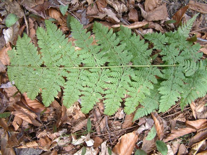 Dryopteris carthusiana Dryopteris carthusiana