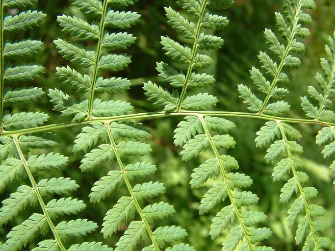 Dryopteris carthusiana Dryopteris carthusiana