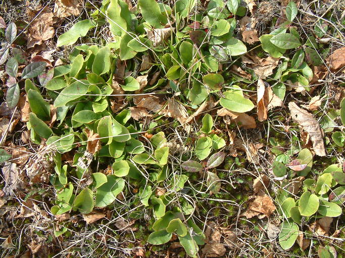 Epigaea repens Epigaea repens