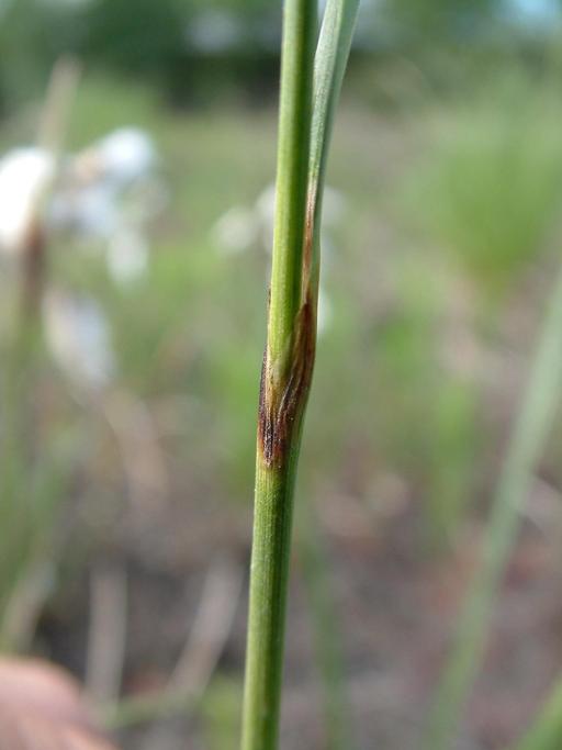 Eriophorum angustifolium Eriophorum angustifolium