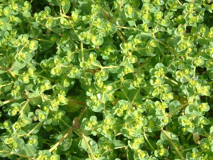 Euphorbia helioscopia Euphorbia helioscopia