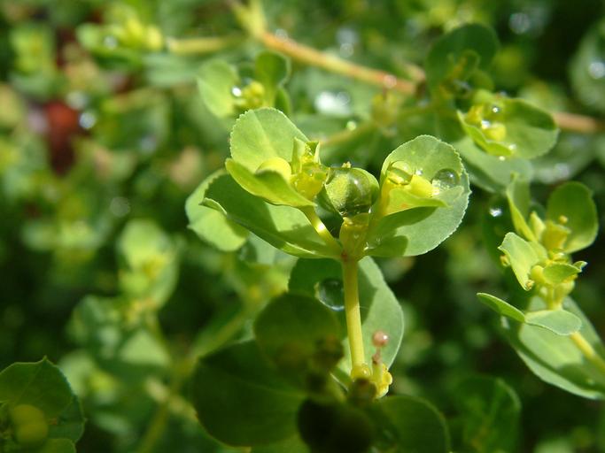 Euphorbia helioscopia