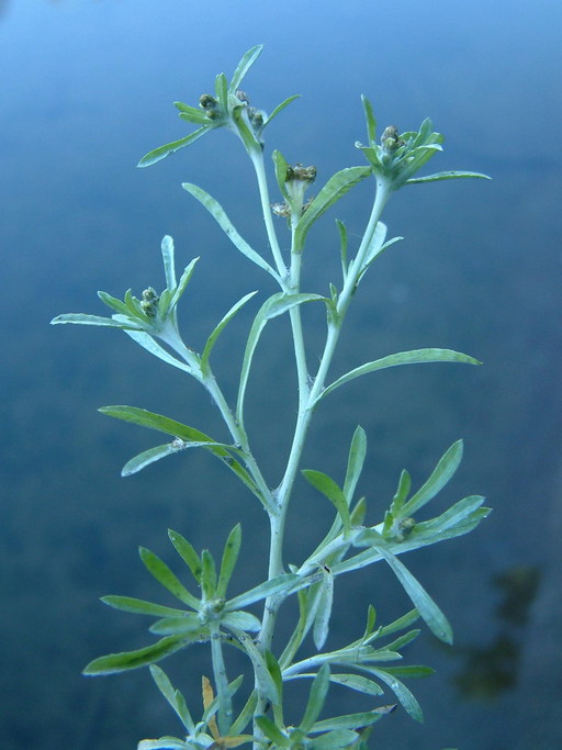 Gnaphalium uliginosum Gnaphalium uliginosum