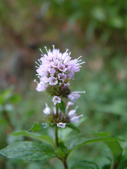 Mentha aquatica