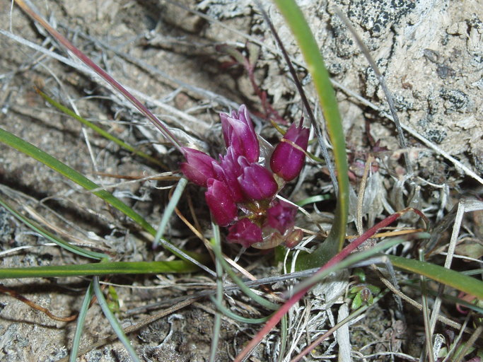 Allium scilloides