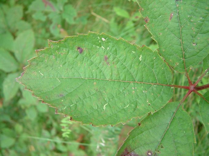 Parthenocissus quinquefolia