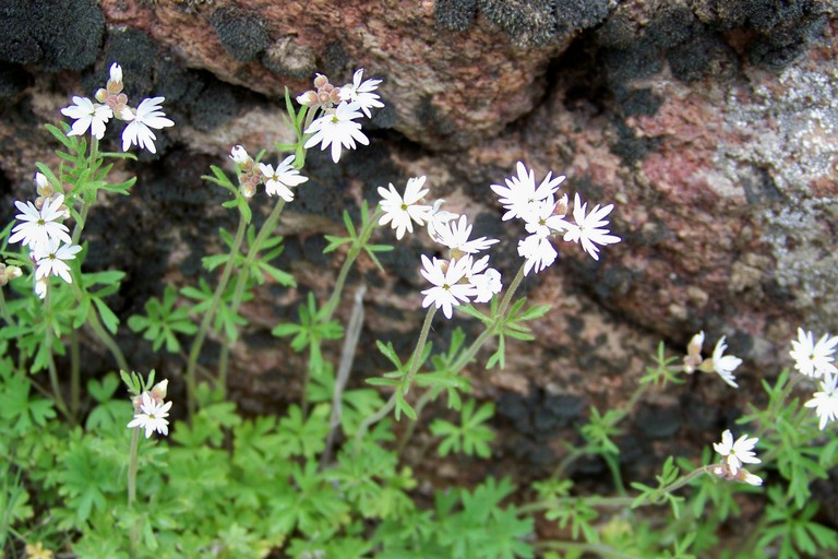 Lithophragma parviflorum