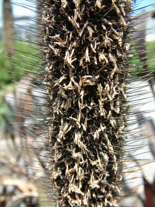 Pennisetum glaucum