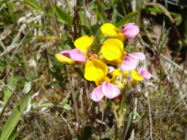 Hosackia gracilis Hosackia gracilis