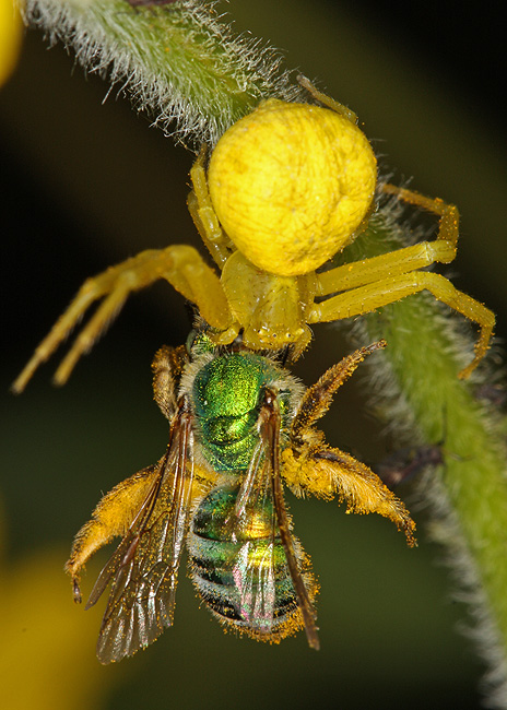 Misumenops sp. Misumenops sp.