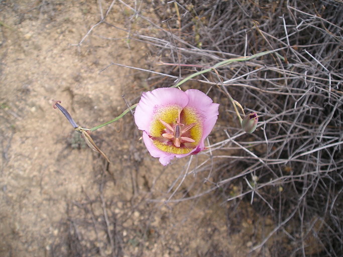 Calochortus plummerae