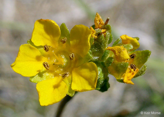 Ivesia lycopodioides var. megalopetala
