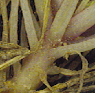 Gilia austro-occidentalis