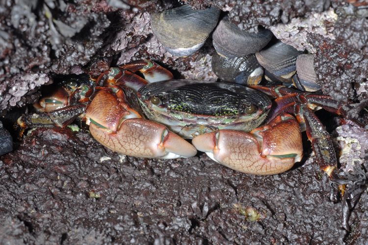 Pachygrapsus crassipes Pachygrapsus crassipes
