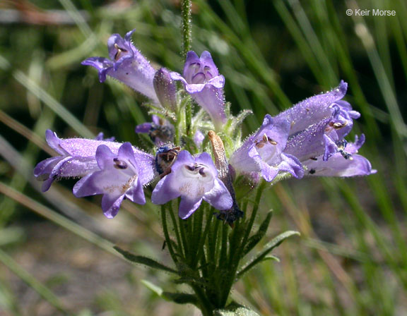 Penstemon heterodoxus var. heterodoxus
