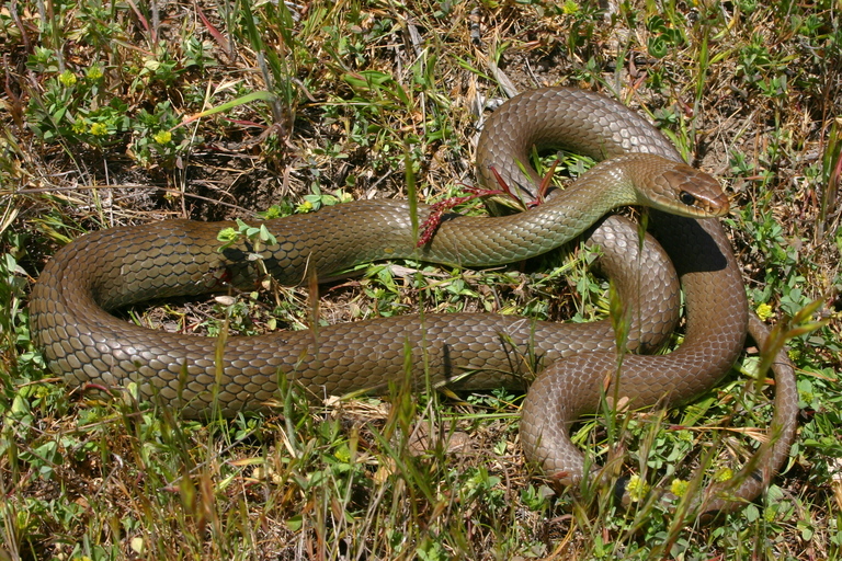 Coluber constrictor