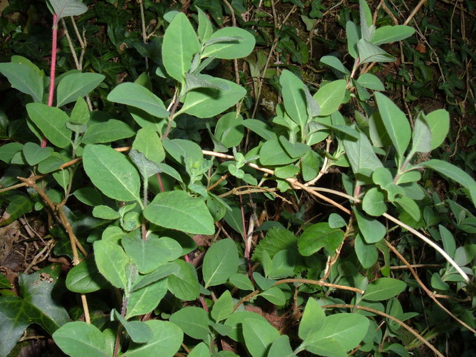 Lonicera periclymenum