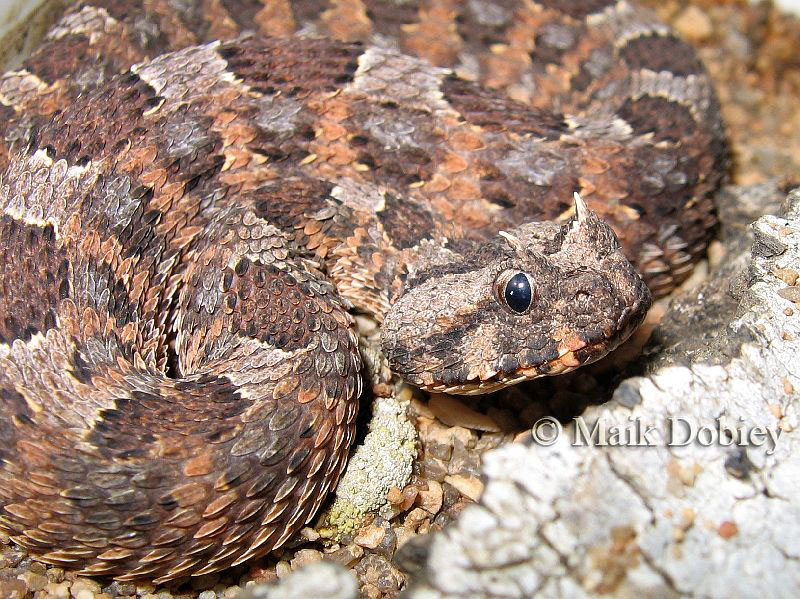 Bitis caudalis Bitis caudalis
