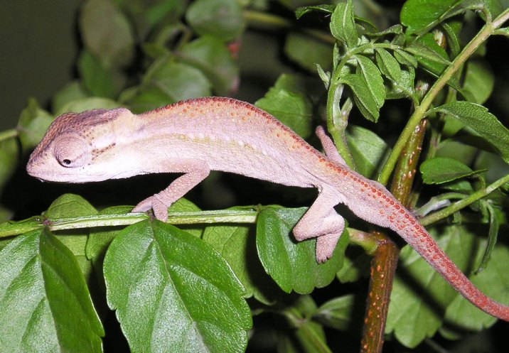 Bradypodion melanocephalum Bradypodion melanocephalum