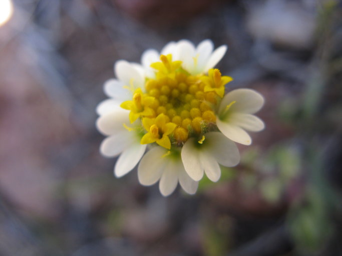 Layia glandulosa