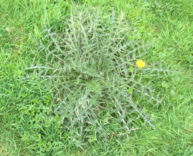 Cirsium palustre