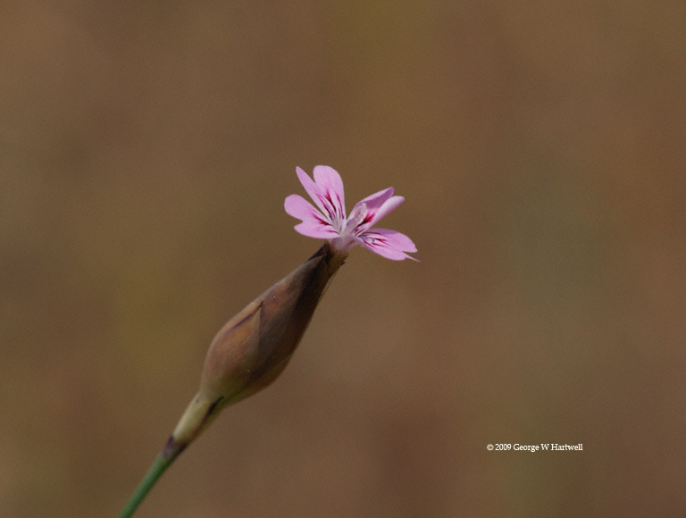 Petrorhagia dubia Petrorhagia dubia