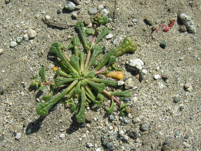Calyptridium monandrum