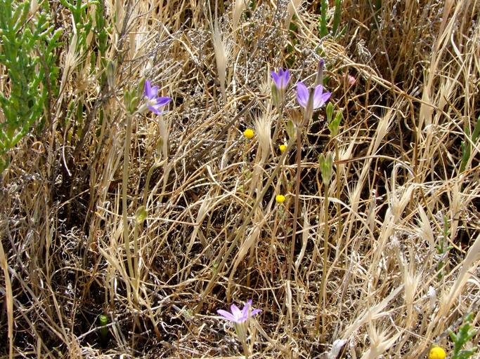 Brodiaea filifolia