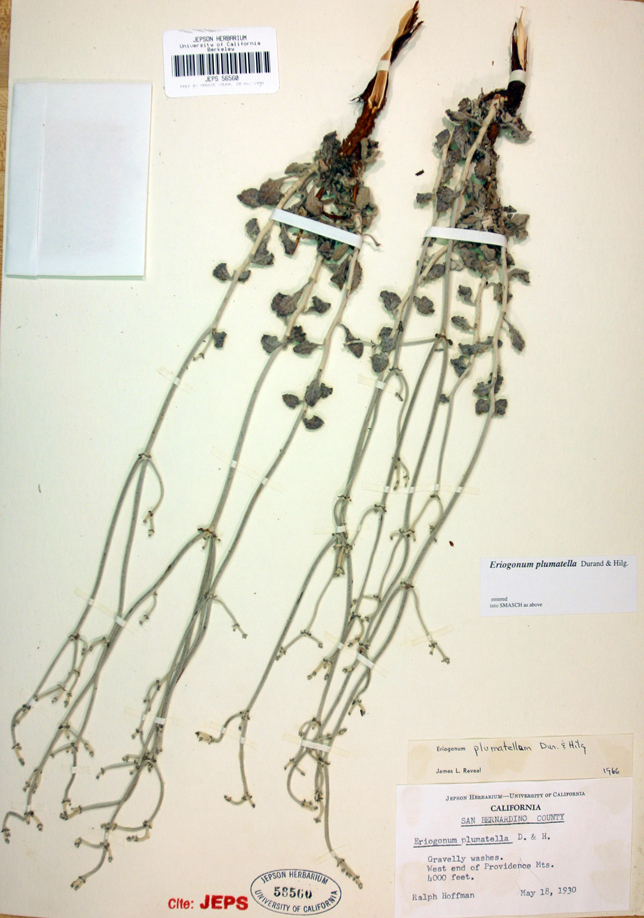 Eriogonum plumatella
