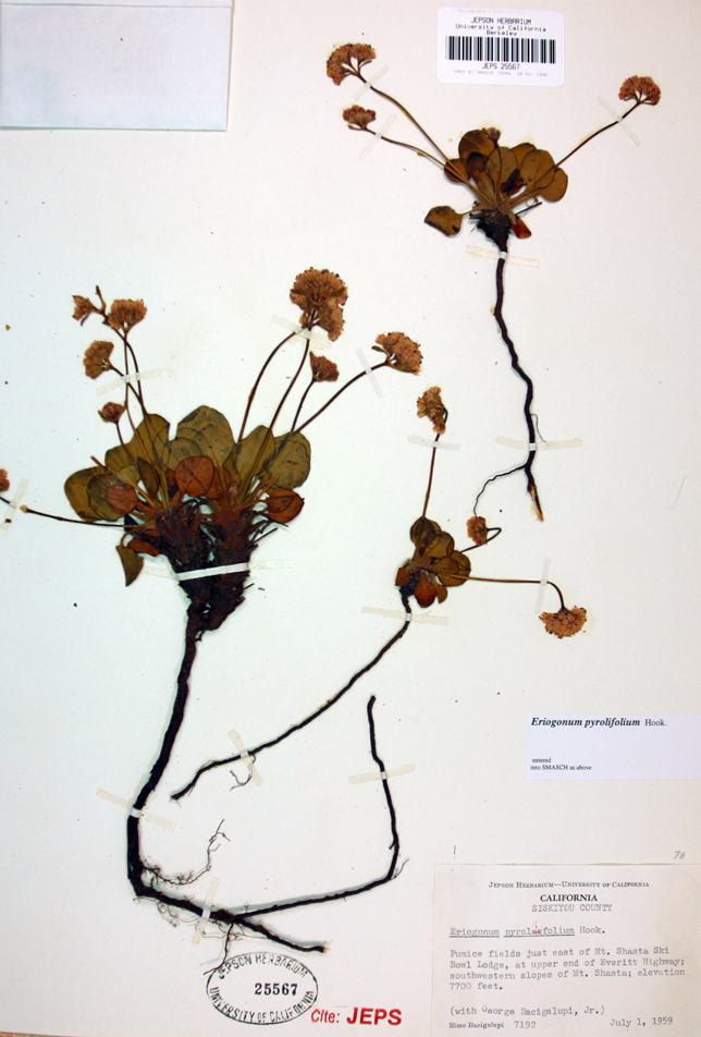 Eriogonum pyrolifolium Eriogonum pyrolifolium