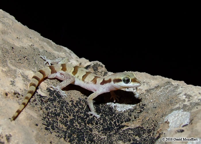 Microgecko persicus bakhtiari