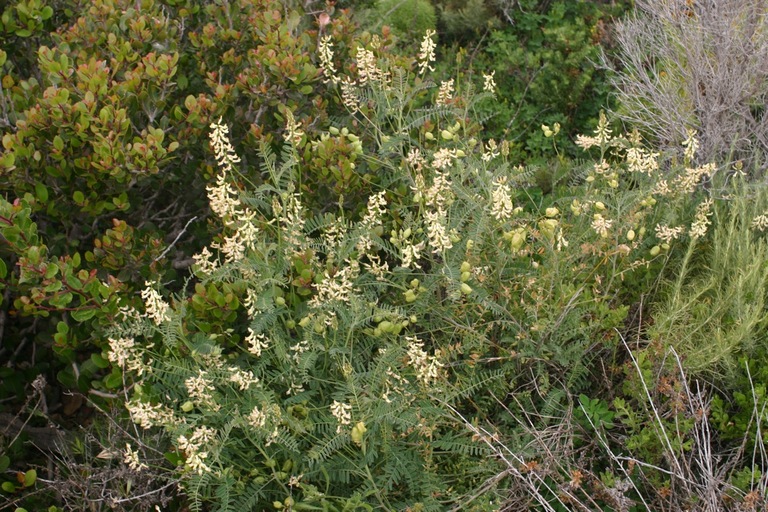 Astragalus trichopodus Astragalus trichopodus