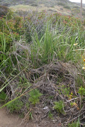 Elymus condensatus Elymus condensatus