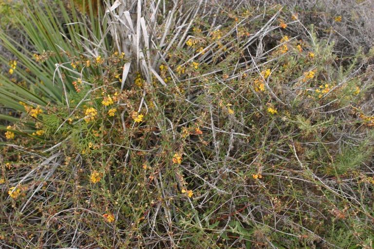 Acmispon glaber