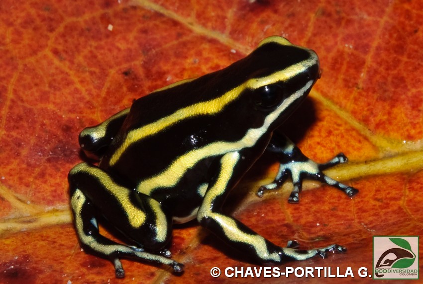 Dendrobates truncatus Dendrobates truncatus