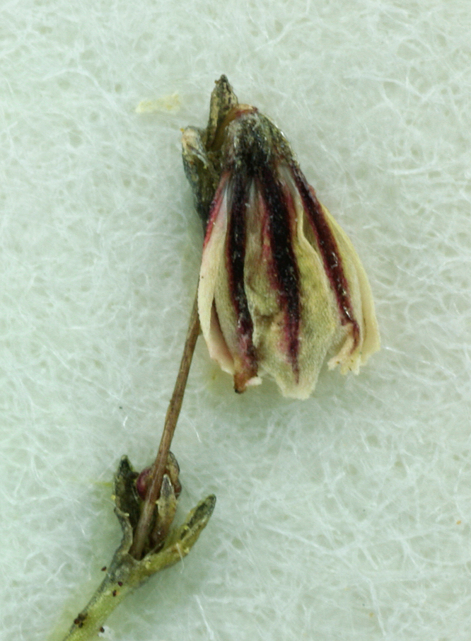 Eriogonum spergulinum var. reddingianum