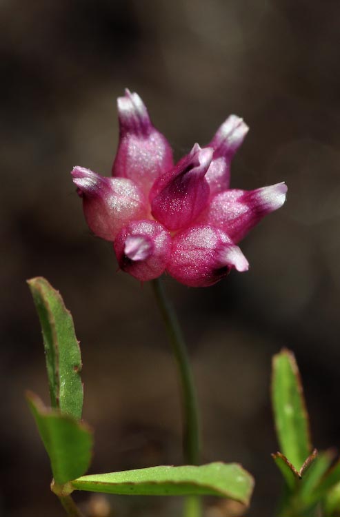Trifolium depauperatum var. depauperatum Trifolium depauperatum var. depauperatum