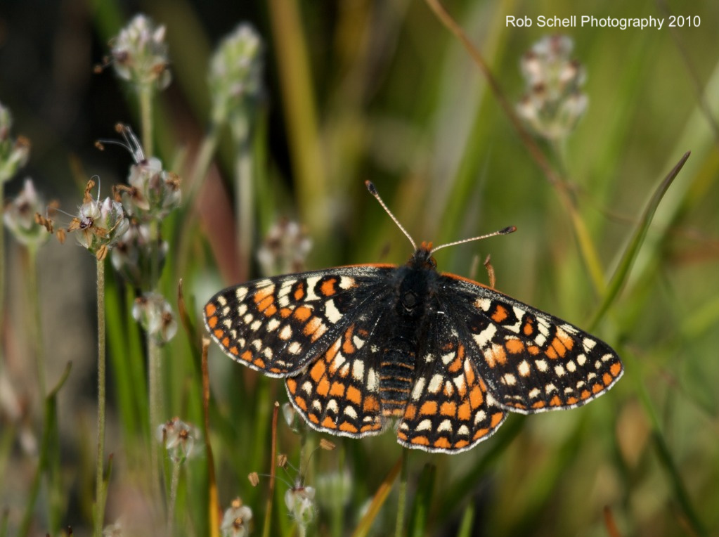 Euphydryas editha bayensis Euphydryas editha bayensis